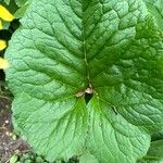 Ligularia hodgsonii Leaf