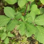 Rubus discolor برگ