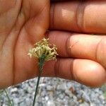 Asperula aristata ফুল