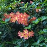 Rhododendron spp. Cvet