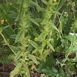 Sideritis montana Fula