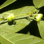 Cleidion castaneifolium Fruit