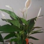 Spathiphyllum wallisiiKvet