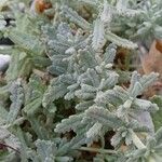 Teucrium polium 葉