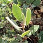 Arctostaphylos columbiana ᱥᱟᱠᱟᱢ