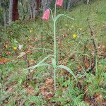 Fritillaria gentneri ᱛᱟᱦᱮᱸ