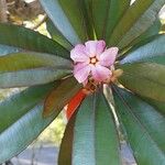 Cerbera manghas Blüte