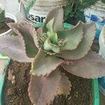 Kalanchoe daigremontiana Frunză