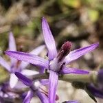 Asyneuma limonifolium Flor
