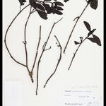 Phoradendron pellucidulum Φύλλο