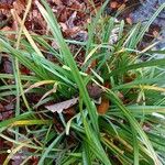 Hesperantha coccinea Leaf