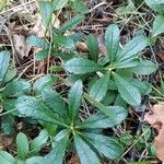 Chimaphila umbellata Blatt