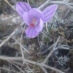 Crocus corsicus Flower