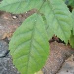 Handroanthus heptaphyllus Folha