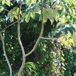 Cecropia schreberiana Corteza