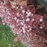 Persicaria capitata Flor