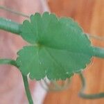 Albuca namaquensis Leaf