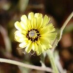 Tolpis barbata Flower