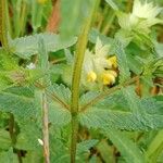 Rhinanthus alectorolophus Yaprak