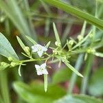 Thesium alpinum Blomma