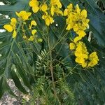 Senna multijuga Floare