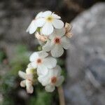 Androsace villosa Flor