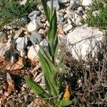 Camelina microcarpa Лист