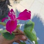 Gladiolus communis Virág