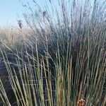 Juncus acutus Fuelha