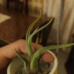 Tillandsia bulbosa Liść