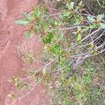 Phillyrea latifoliaLeaf