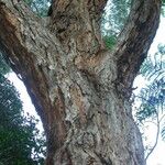 Eucalyptus botryoides Corteccia