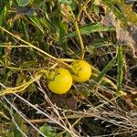 Solanum dimidiatum Fruit