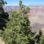 Pinus edulis Hábito
