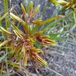 Cyperus eragrostis Blüte
