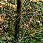 Abies concolor Hoja