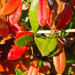 Berberis verruculosa Leaf