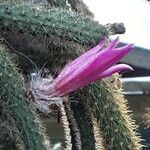 Disocactus flagelliformis Flower