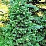 Abies lasiocarpa Libunga