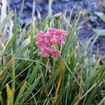 Mutellina adonidifolia 花