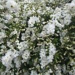 Exochorda racemosa Virág