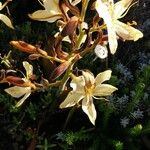 Lachenalia pallida 花