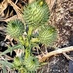 Cirsium feroxLeaf