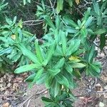 Strophanthus speciosus Levél