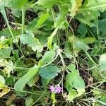 Erodium laciniatum Foglia