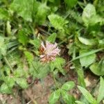 Trifolium pratense Кветка