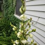 Yucca filamentosaFlower