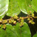 Casearia arborea Hoja