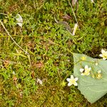 Saxifraga aspera Habit