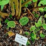 Begonia egregia Інше